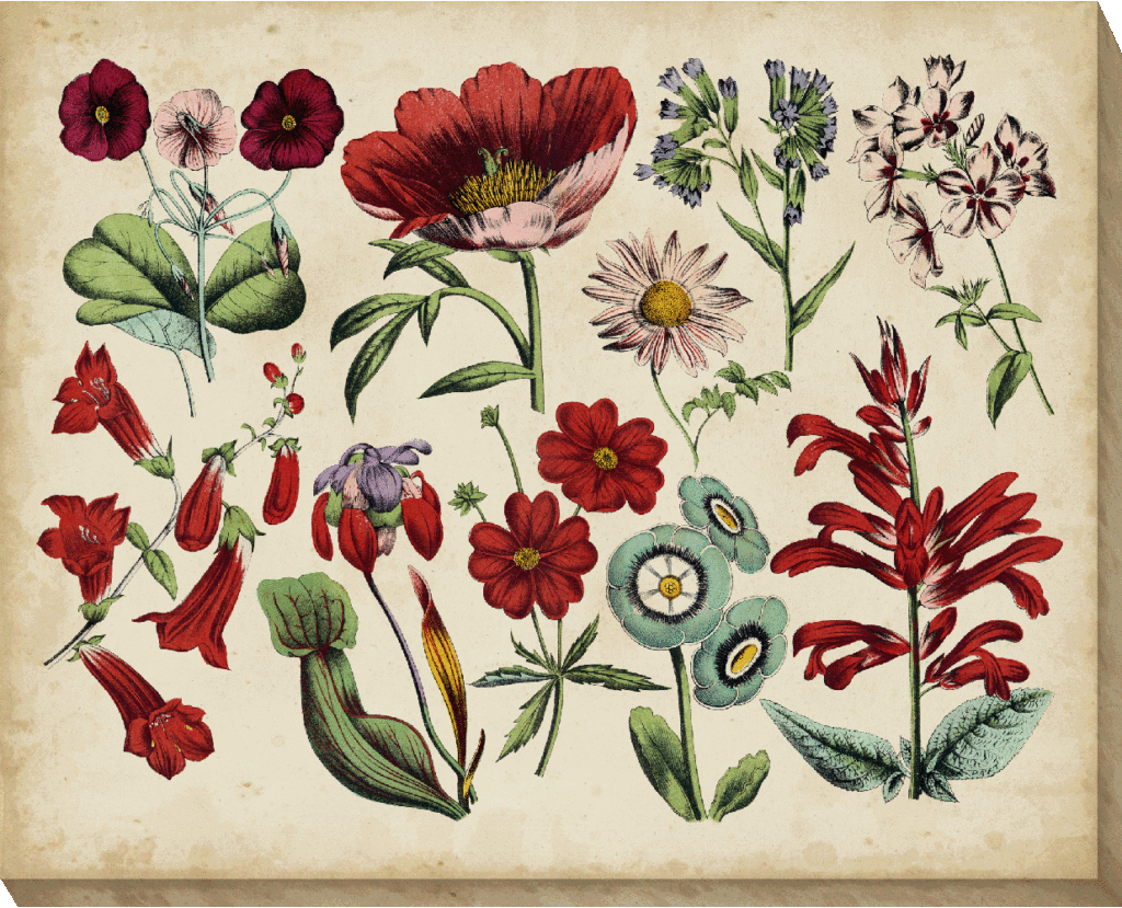 Antique Botanical Chart II | Camelot Pictures