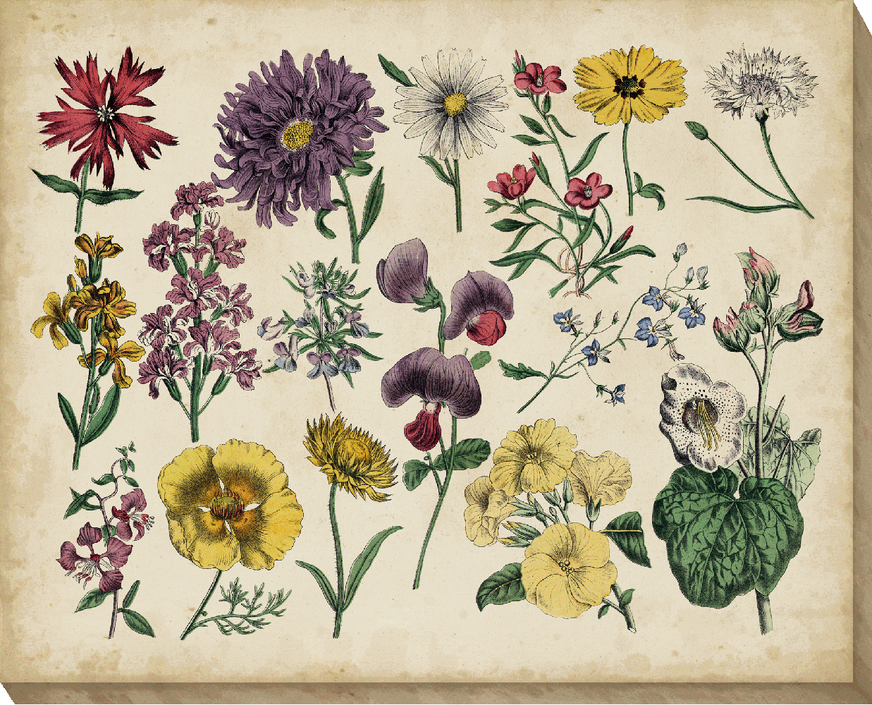 Antique Botanical Chart II | Camelot Pictures